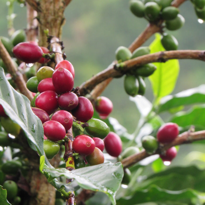 Colombia - Santa Maria Decaf