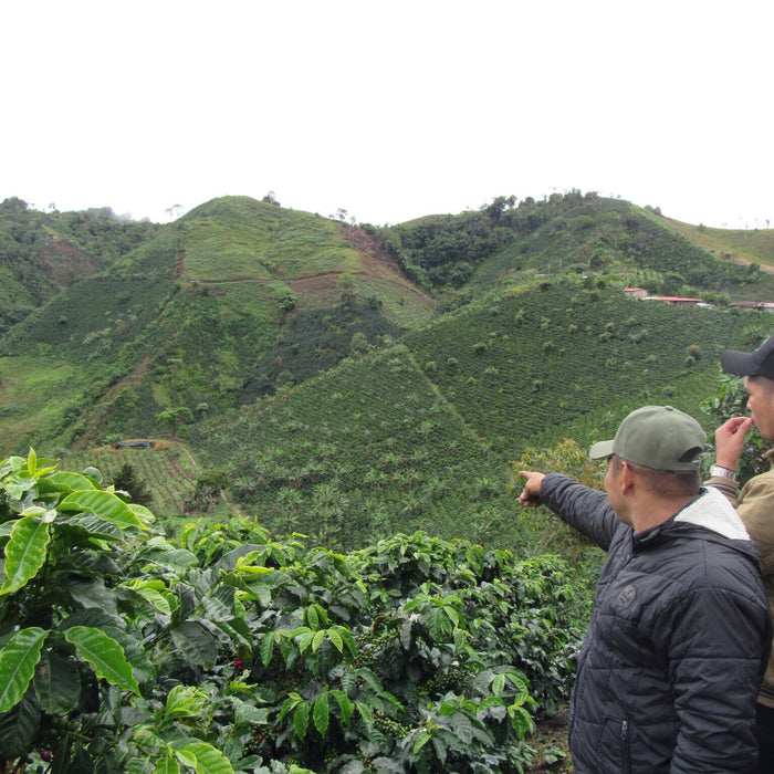 Colombia - Santa Maria Decaf