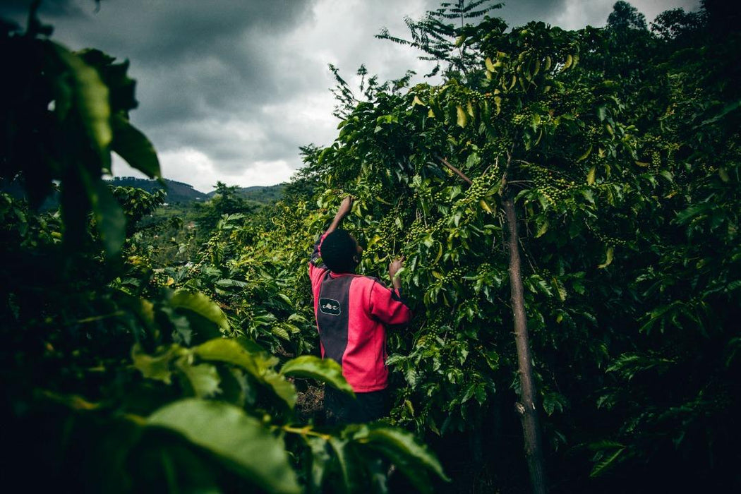 Rwanda - Gitesi #4