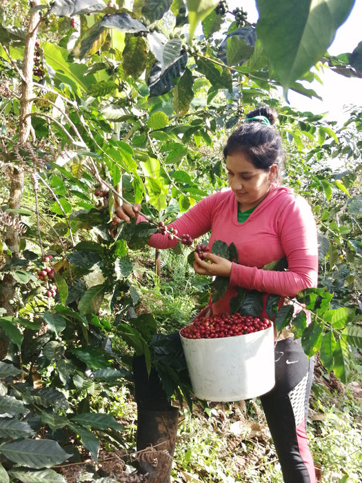 Peru - La Higuera, Dark Roast - Organic