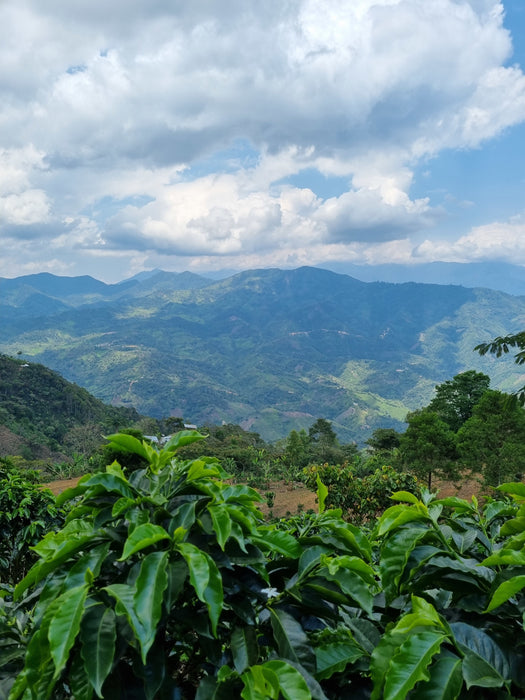 Peru - La Higuera, Dark Roast - Organic