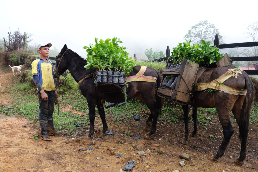 Colombia - Bomba de Fruta #1
