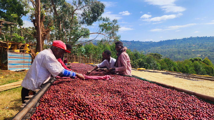 Ethiopia - Kelloo Siko #5