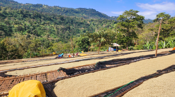 Ethiopia - Kelloo Siko #5