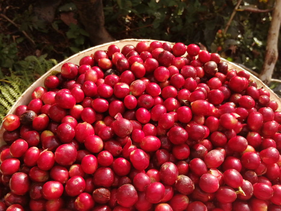 Peru - La Higuera, Dark Roast - Organic