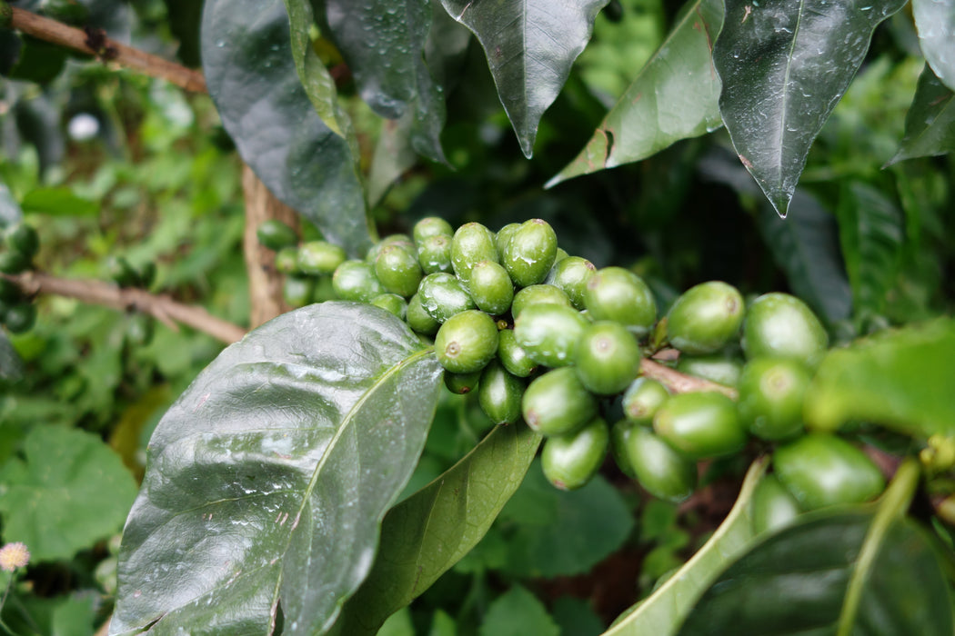 Colombia - Bomba de Fruta #1